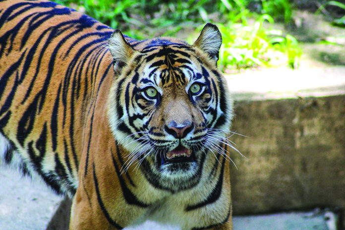 International Cat Day at the Zoo